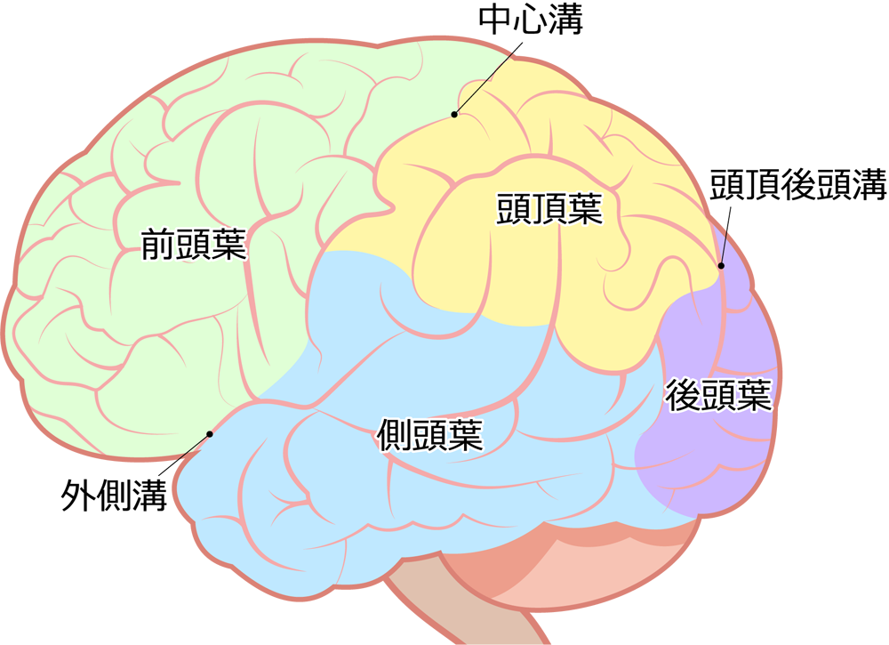 脳の構造と役割 子供の脳の発達のための 脳育jp 子どもに健やかな成長と健全な発達を