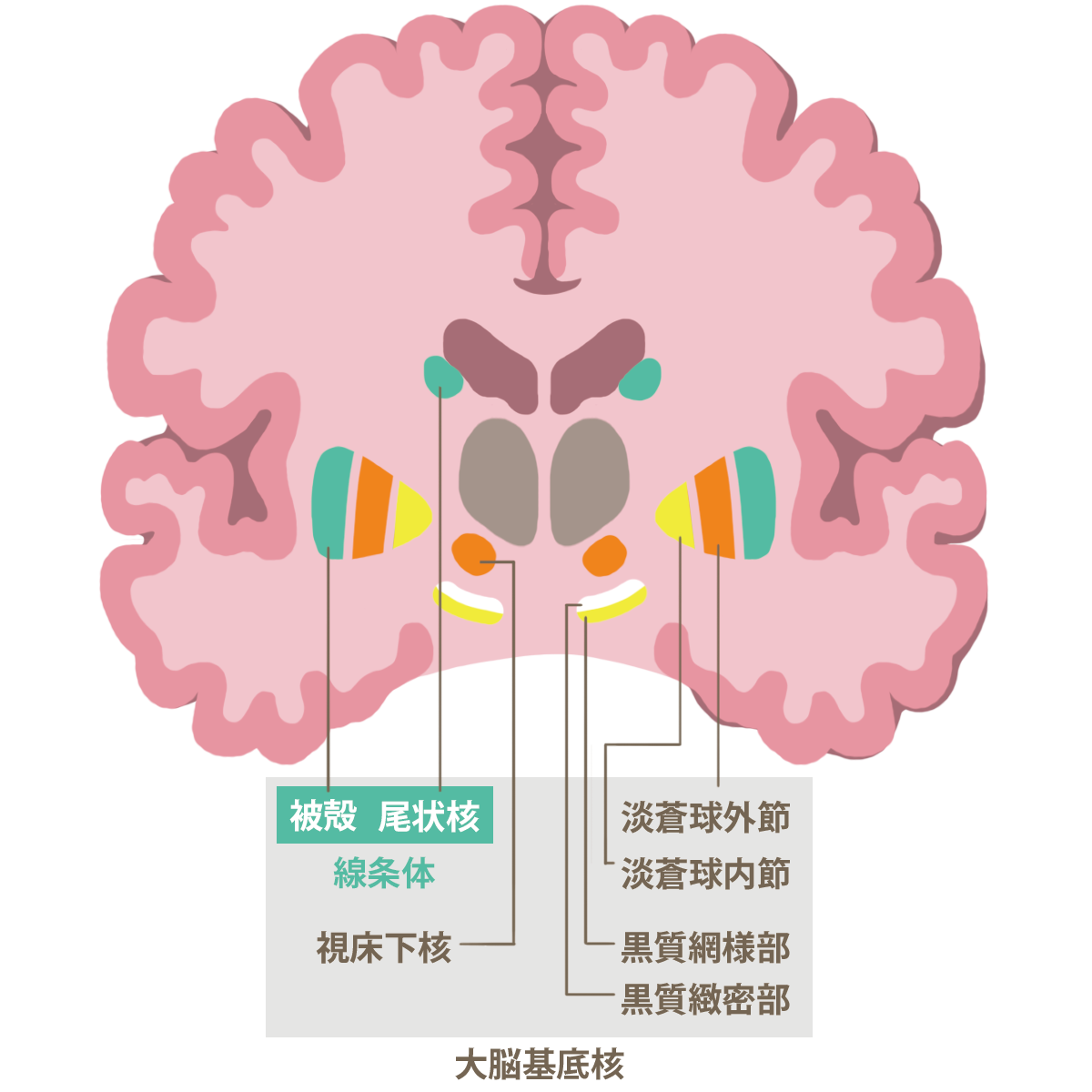 脳の構造と役割（子供の脳の発達のための） 脳育jp／子どもに健やかな成長と健全な発達を